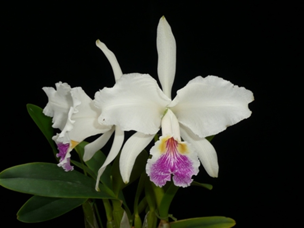 Cattleya violacea Semi Alba