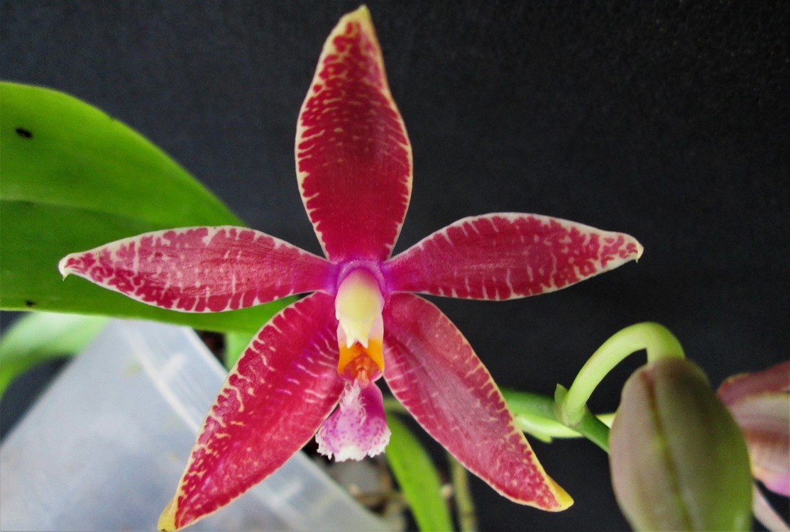 Phalaenopsis red jaguar