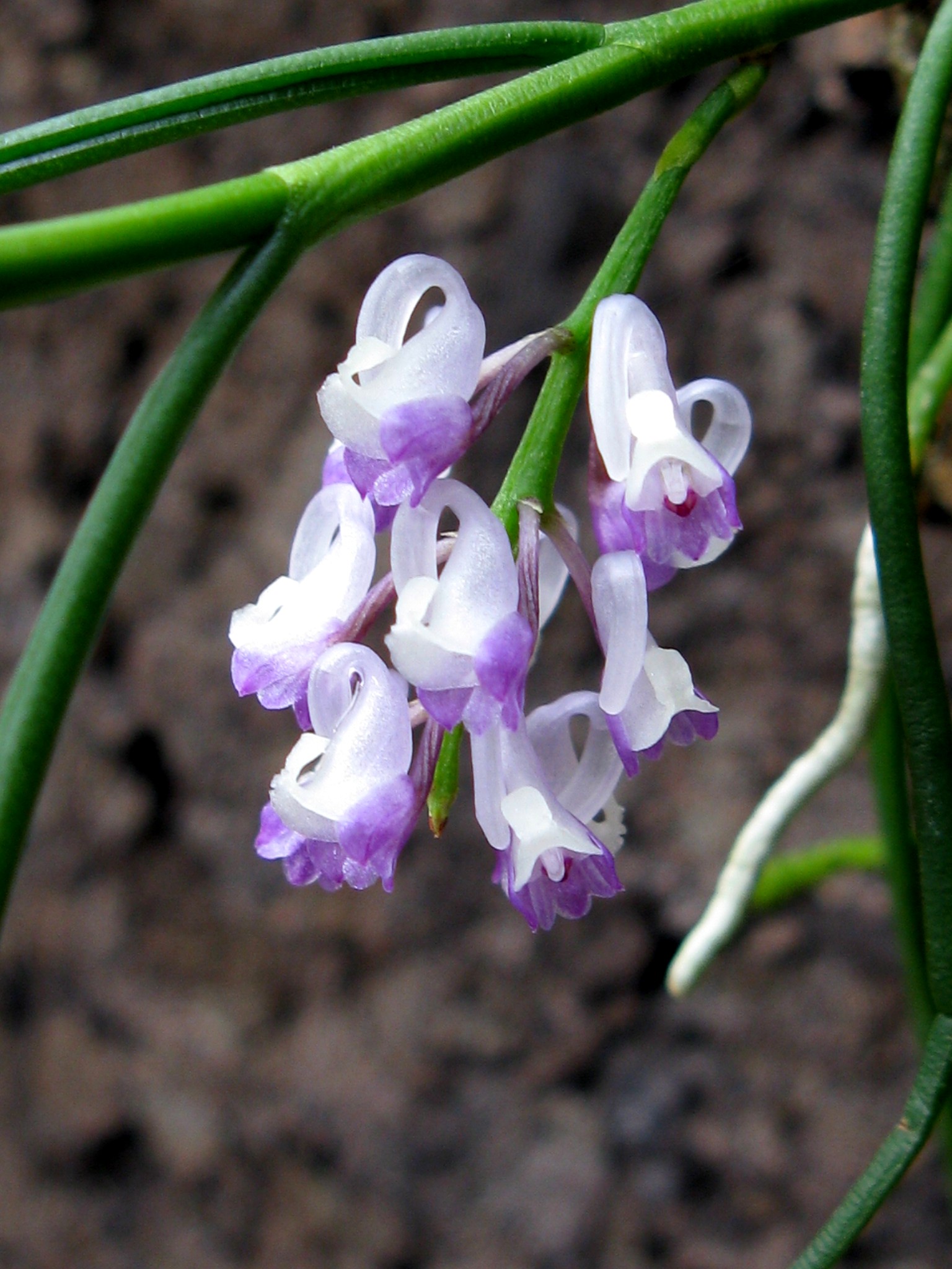 Elsner Orchideen - Schoenorchis juncifolia